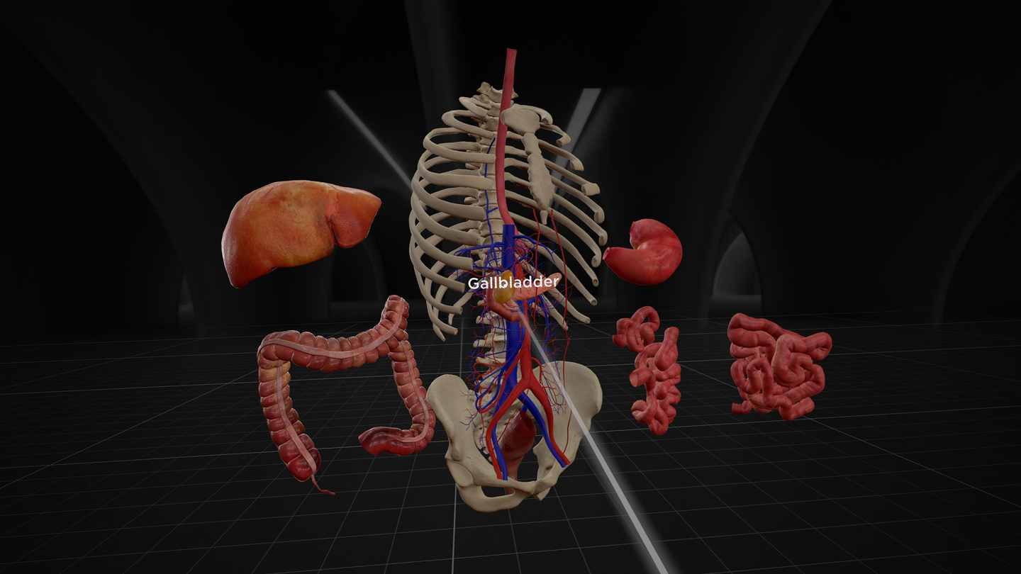 Oculus Quest 游戏《解剖学和医学教育》BodyMap for Anatomy and Medical Education