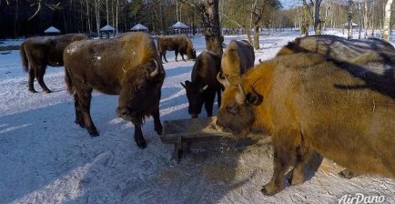欧洲野牛,布良斯克森林自然保护区
