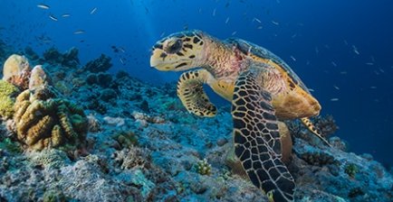 水下生活,埃及马萨阿拉姆