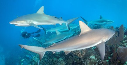 与世界各地的鲨鱼一起潜水