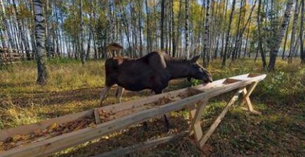 驼鹿岛国家公园