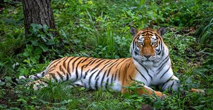 滨海边疆区野生动物园