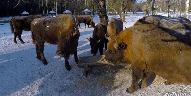 欧洲野牛，布良斯克森林自然保护区