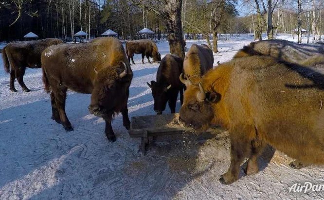 欧洲野牛，布良斯克森林自然保护区