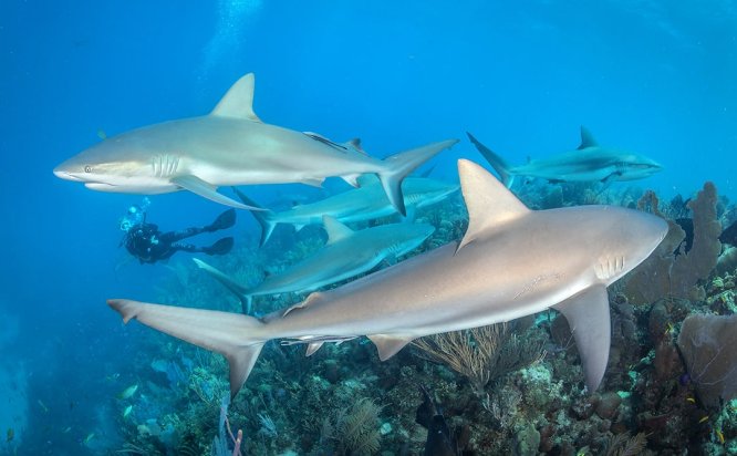与世界各地的鲨鱼一起潜水
